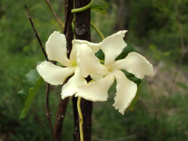 Flora local